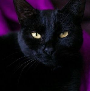 Meet your Posher, Pamela